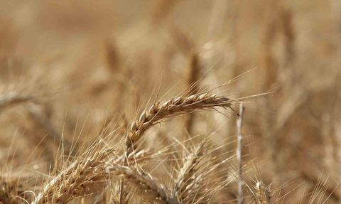 IGC: Küresel tahıl üretiminde rekor 105 milyon ton artış öngörülüyor