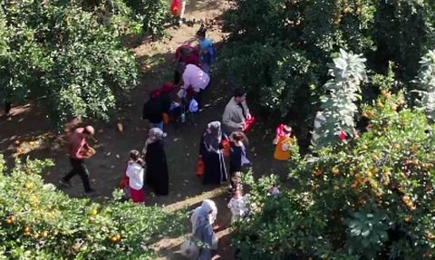 İskenderun'da Narenciye Festivali: Ziraat Park'ta Dalından Ücretsiz Narenciye