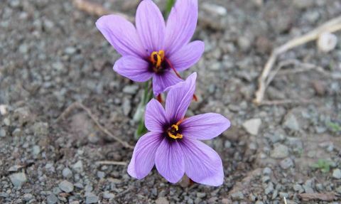 İskilip’te 250 m²’lik Tarlada Safran Denemesi: İlk Hasadı Alan Harita Mühendisi