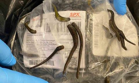 İstanbul Havalimanı’nda 5 bin tıbbi sülük ele geçirildi