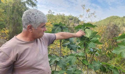 Kadirli'de incir ağaçları Aralık ayında yeniden meyve verdi