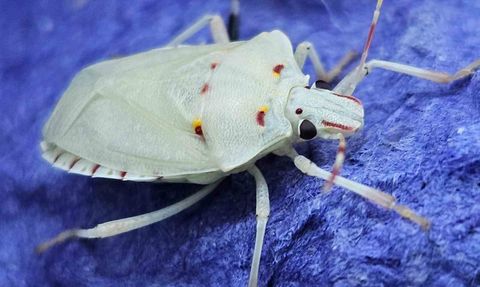 Kahverengi kokarca Artvin'den Marmara'ya yayıldı: Tarım için ulusal tehdit