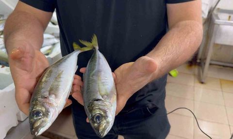 Karadeniz'de hamsi bolluğu diğer türleri canlandırdı