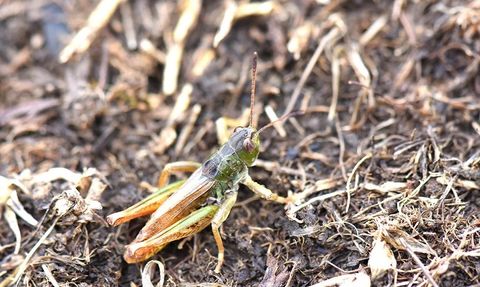 Karadeniz'de Salmanihippus adlı yeni çekirge cinsi keşfedildi