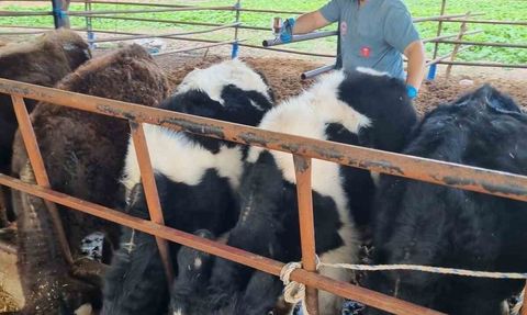 Karpuzlu’da hayvan sağlığı için aşı ve yol kontrolleri yoğunlaştı
