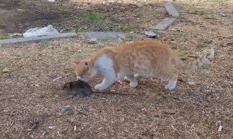 Kedi ve Fare Dostluğu Şaşırtıyor