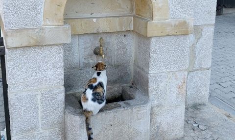 Kemaliye’nin çeşme müdavimi kedisi Tekir ilgi odağı oldu