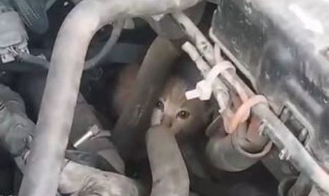 Kemalpaşa-Hopa hattında motor bölümünde taşınan 4 yavru kedi itfaiye tarafından kurtarıldı