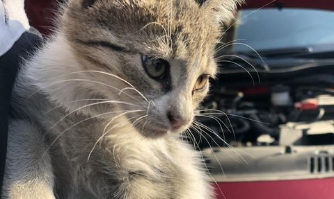 Kışın araç kaputunu çalıştırmadan önce kontrol edin: 'Kaputa vurun' uyarısı