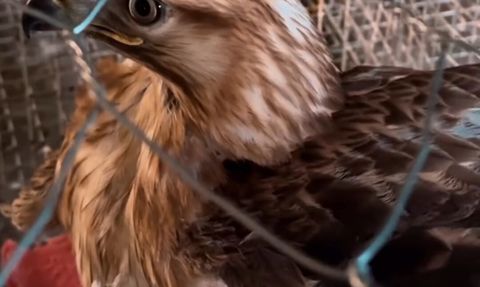 Kızıl şahin Tuşba'da koruma altına alındı