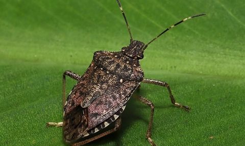 Kokarcanın fındıkta yol açtığı zarar artıyor