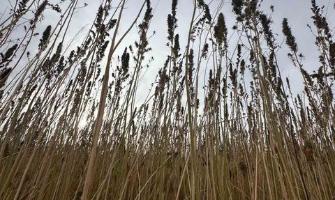 Kulu'da 15 dekarda endüstriyel kenevir hasadı başladı