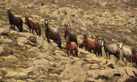 Kumalar Dağı'nda Bulutların Dansı ve Yılkı Atları Drone Görüntüleri