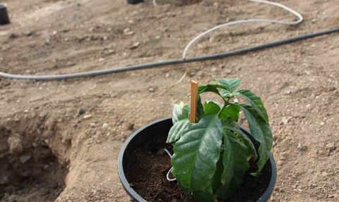 Kumluca'da tropikal seraya deneme amaçlı Arabica kahve fidanları dikildi