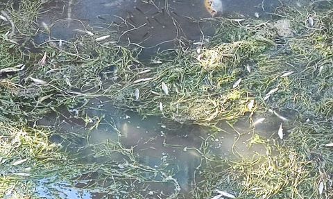 Kuraklık ve Kirlilik Balıkları Tehdit Ediyor