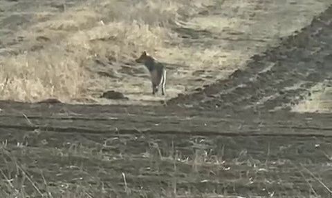 Kurtların yerleşimlere yaklaşması: Uzman Yıldız'tan uyarı