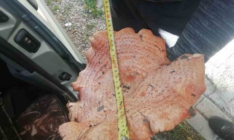 Kütahya Sülye Dağları'nda bulunan dev melki mantarı