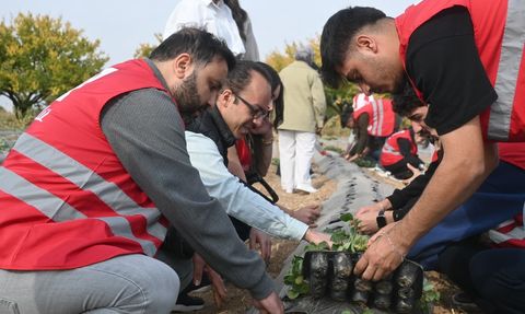 Malatya'da hibe destekli çilek yetiştiriciliği projesi başladı