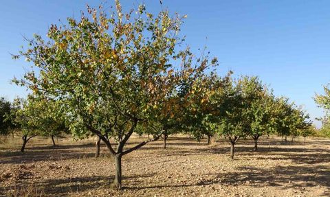 Malatya'da zirai dondan etkilenen kayısı bahçeleri yeniden canlanıyor