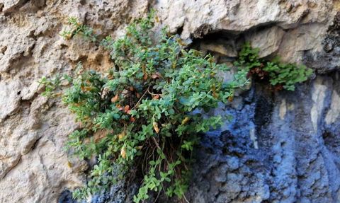 Malatya endemiği Hypericum malatyanum, sarı kantarondan daha güçlü bulundu