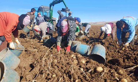 Malazgirt’te ilk kez ekilen patatesten yüksek verim