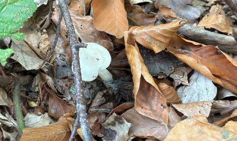 Mantar uyarısı: Ormandan toplanan tüm mantarlar risk taşıyor