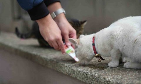 Market Önlerinde 'Mesai' Yapan Sokak Kedileri