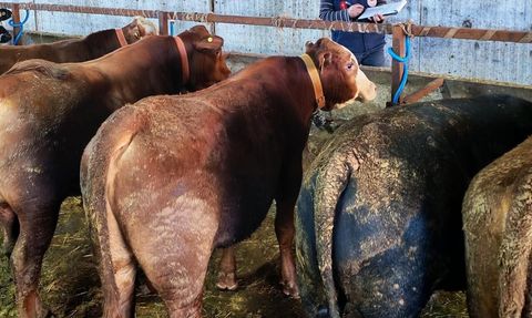Marmaraereğlisi'nde büyükbaşlara rapel pentavalan şap aşısı uygulandı