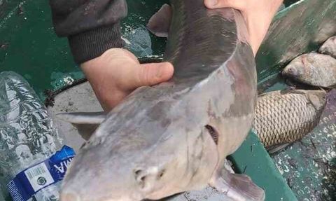 Meriç Nehri'nde yakalanan Mersin balığı İpsala'da koruma altına alındı