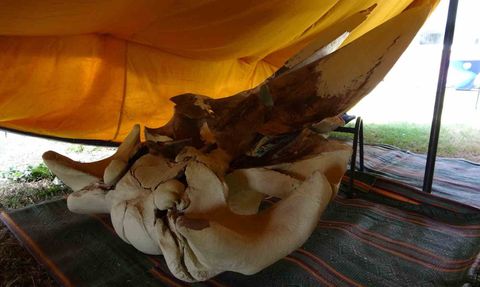 Mersin’de 16 metrelik fin balinasının kemikleri tek tek birleştiriliyor