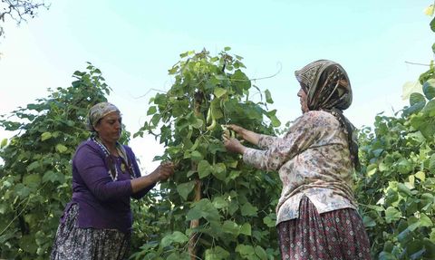 Mersin'de Leklek Fasulyesi tohumları geleceğe taşınıyor