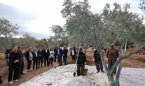 Milas’ta 300 yaşındaki zeytin ağacı rehabilitasyon sahasına taşındı