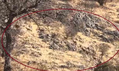 Mirğan Dağı'nda Sürü Halinde Dağ Keçileri