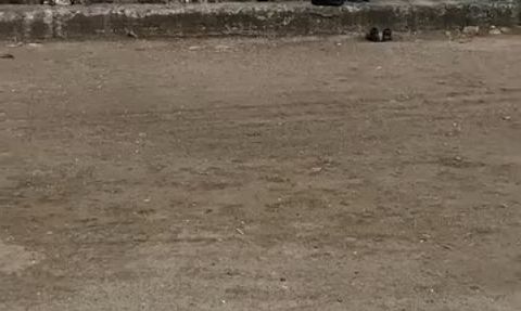 Mudanya Güzelyalı sahilinde oltuya takılan martı vatandaş tarafından kurtarıldı