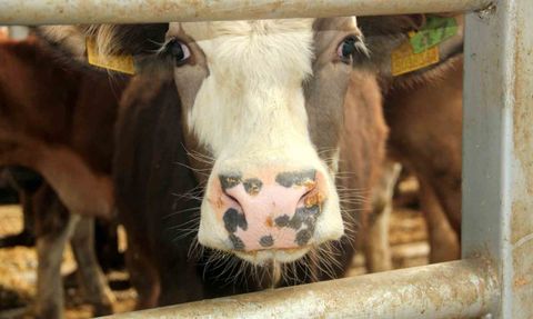 Mudurnu'da Şap Hastalığı Nedeniyle Karantina Uygulandı