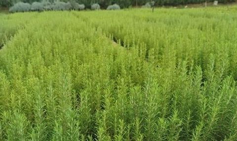 Muğla'da atıl araziler biberiye üretimiyle canlanıyor