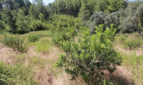 Muğla’da sakız üretimi güçleniyor: 1.500 aşılı fidan yüzde 100 hibeyle dağıtılacak