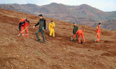 Muğla Orman Bölge Müdürlüğü 'Yeşil Vatan' Seferberliğiyle 11 Kasım'da 30 Noktada Fidan Dikecek