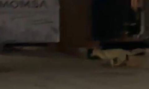 Muş'ta aç kalan tilki şehir merkezinde görüntülendi