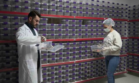 Niğde'den akrep zehri ihracatı: Aile işletmesinden dünya pazarına