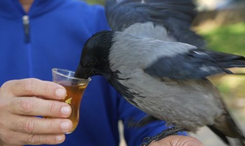 Öğle İkramı: Karganın Kaldığı Yuvada Yaşanan Şaşırtıcı Dostluk