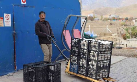 Oltu'da yılın son kültür mantar hasadı başladı