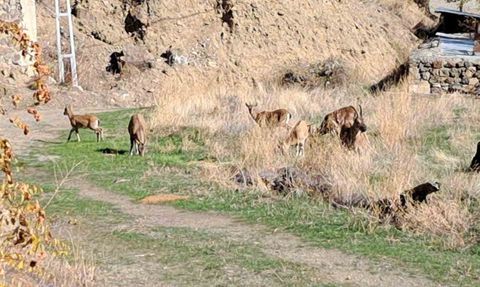 Ormanağzı'nda yaban keçileri köy içinde özgürce otluyor