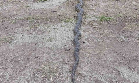 Orta Pınar Yaylası'nda engerek görüntüsü bölge sakinlerini tedirgin etti