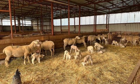 Osmaneli'de genç girişimciye yüzde 100 hibe ile küçükbaş hayvancılık