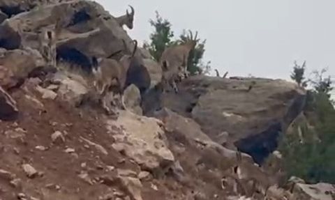 Palu kırsalında koruma altındaki dağ keçileri sürü halinde görüntülendi