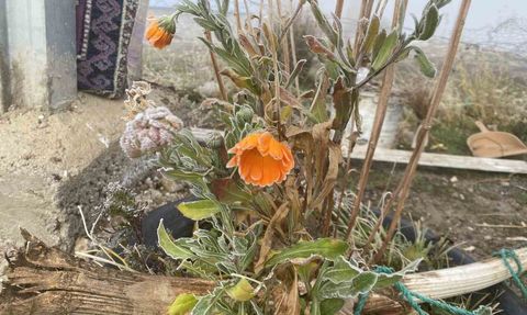 Patnos'ta Gece Sıcaklıklarının Düşmesi Kırağı Oluşumuna Yol Açtı