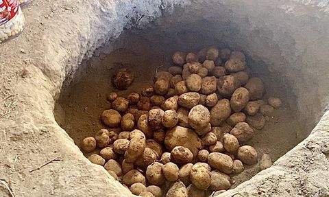 Patnos'ta kışlık patatesler geleneksel 'gömme' yöntemiyle korunuyor