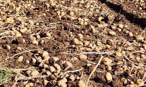 Patnos'ta patates hasadı tamamlandı: 500 dönümden bin 650 ton