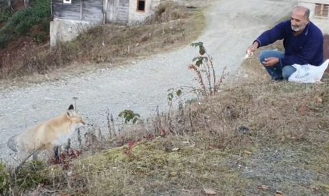 Pimbilona Yaylası'nda kapıya gelen tilkiyle sıra dışı dostluk